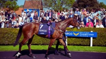 Understanding Horse Behavior in the Parade Ring