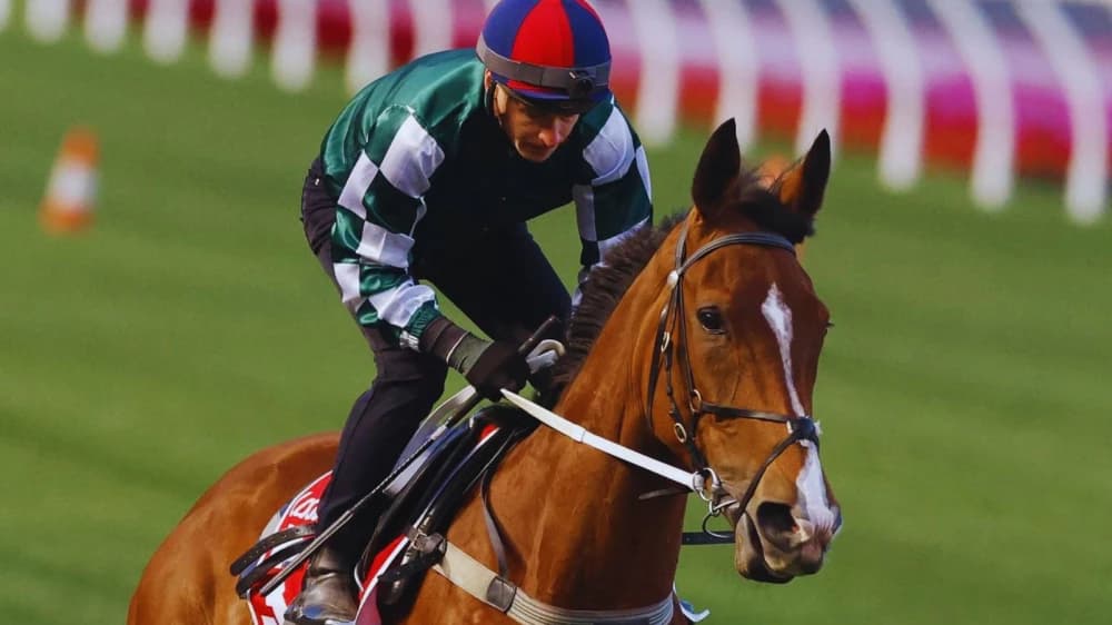 The Thrill of Betting on Longshots in Horse Racing